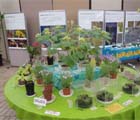 夢の島熱帯植物園で展示講習会